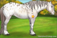 Horse Color:Bay Onyx Appaloosa 