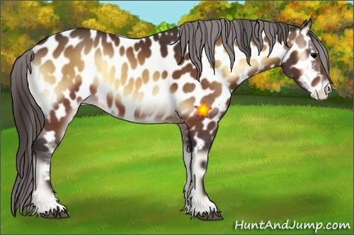 Horse Color:Bay Onyx Appaloosa