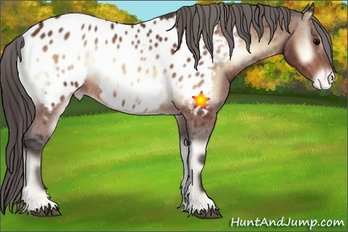 Horse Color:Bay Onyx Appaloosa 