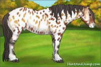 Horse Color:Bay Onyx Near Leopard and Gray Bay Onyx Near Leopard
