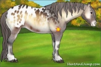 Horse Color:Brown Onyx Appaloosa 