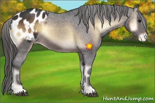 Horse Color:Brown Onyx Appaloosa 