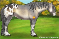 Horse Color:Brown Onyx Appaloosa 