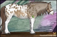 Horse Color:White Spotted Brown Dun Blanket