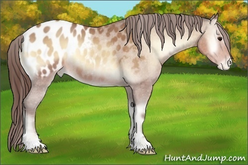 Horse Color:Sable Champagne Onyx Appaloosa 