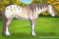 Horse Color:Sable Champagne Onyx Appaloosa 