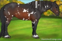 Horse Color:White Spotted Brown 
