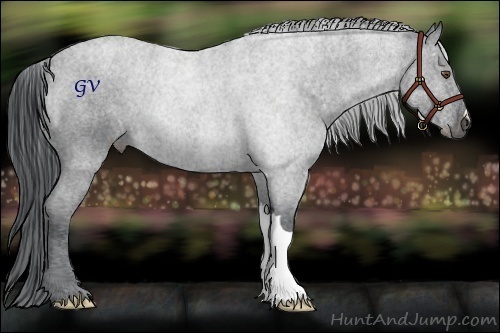 Horse Color:Black Chinchilla 