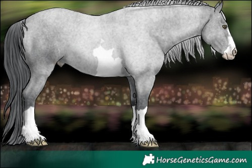 Horse Color:Black Chinchilla
