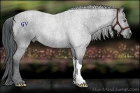 Horse Color:Black Chinchilla 