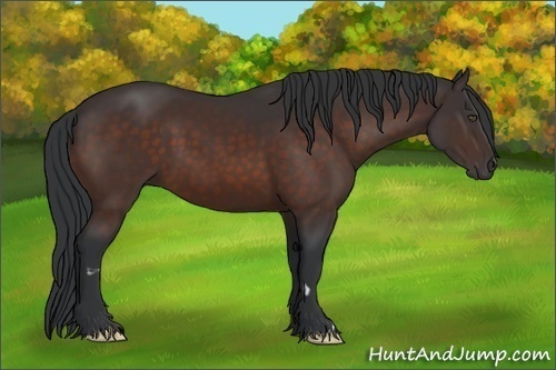 Horse Color:Bay Frame 