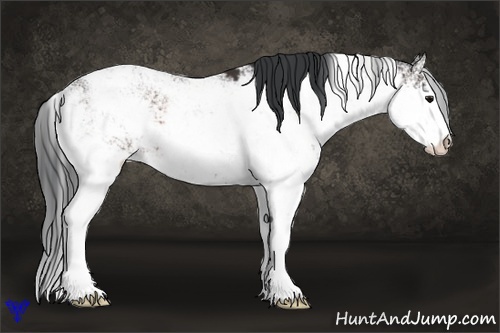 Horse Color:Bay Sabino 