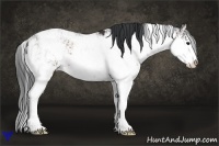Horse Color:Bay Sabino