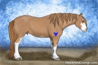 Horse Color:Chestnut Sabino