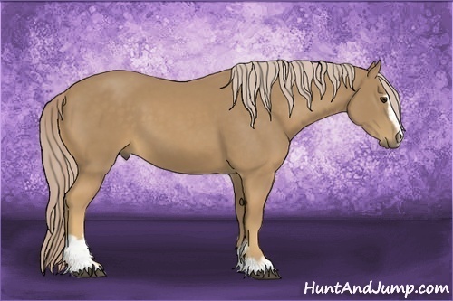 Horse Color:Palomino Sabino