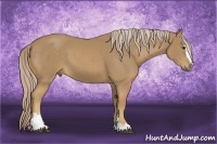 Horse Color:Palomino Sabino