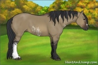 Horse Color:White Spotted Brown Dun