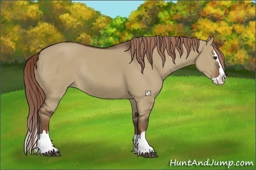 Horse Color:Liver Red Dun Sabino Splash Rabicano 