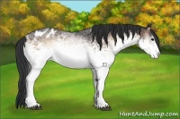 Horse Color:White Spotted Bay Onyx Varnish