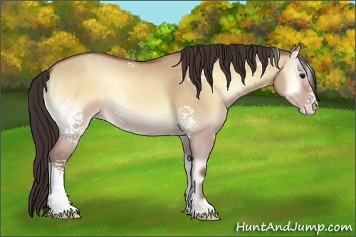 Horse Color:White Spotted Sable Champagne Onyx Rabicano