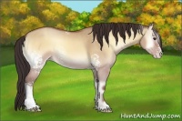 Horse Color:White Spotted Sable Champagne Onyx Rabicano 