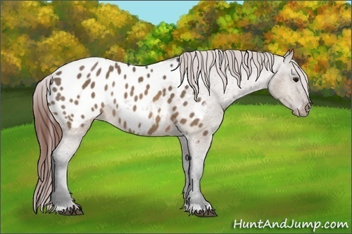 Horse Color:Brown Dun Appaloosa Rabicano 