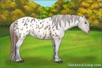 Horse Color:Brown Dun Appaloosa Rabicano 