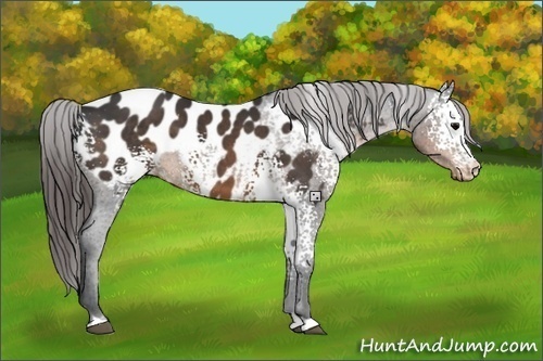 Horse Color:White Spotted Brown Appaloosa 