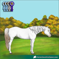 Horse Color:Gray Bay Roan Pearl Splash Appaloosa 