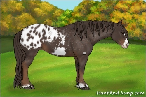Horse Color:Liver Chestnut Frame Appaloosa 