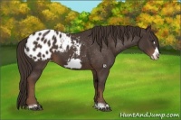 Horse Color:Liver Chestnut Frame Appaloosa 