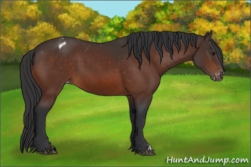 Horse Color:Bay Appaloosa