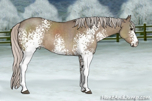 Horse Color:White Spotted Silver Grullo Sabino Rabicano 