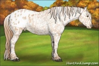 Horse Color:Bay Pearl Appaloosa 