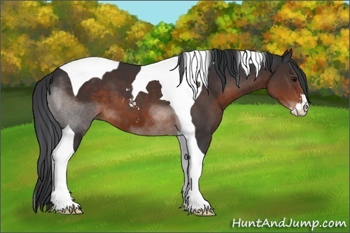 Horse Color:Brown Sabino Tobiano 