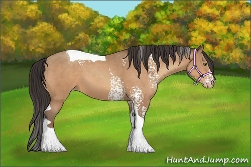 Horse Color:White Spotted Amber Champagne Tobiano