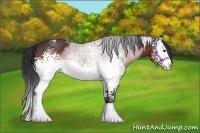 Horse Color:White Spotted Bay Sabino