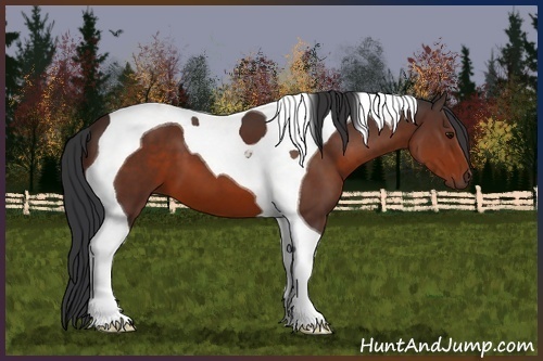 Horse Color:Brown Tobiano