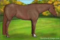 Horse Color:Red Roan