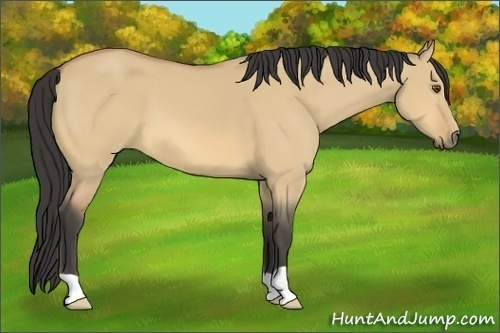 Horse Color:Buckskin Dun