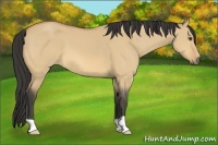 Horse Color:Buckskin Dun
