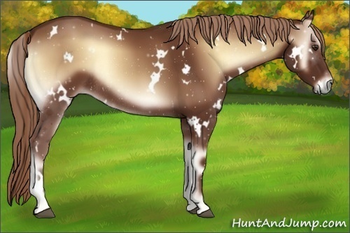 Horse Color:White Spotted Red Onyx Rabicano