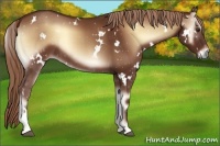 Horse Color:White Spotted Red Onyx Rabicano 