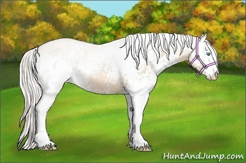 Horse Color:White Spotted Silver Buckskin Pearl Sabino 