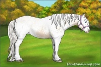 Horse Color:White Spotted Silver Buckskin Pearl Sabino 