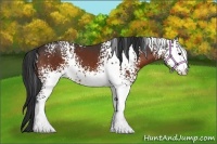 Horse Color:White Spotted Bay 