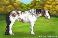 Horse Color:White Spotted Brown 