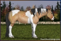 Horse Color:Brown Dun Sabino Tobiano Rabicano 