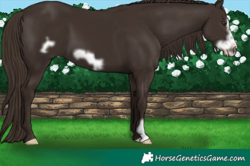 Horse Color:Liver Chestnut Frame 