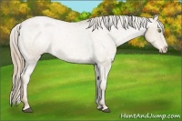 Horse Color:White Spotted Liver Chestnut Pearl Appaloosa 